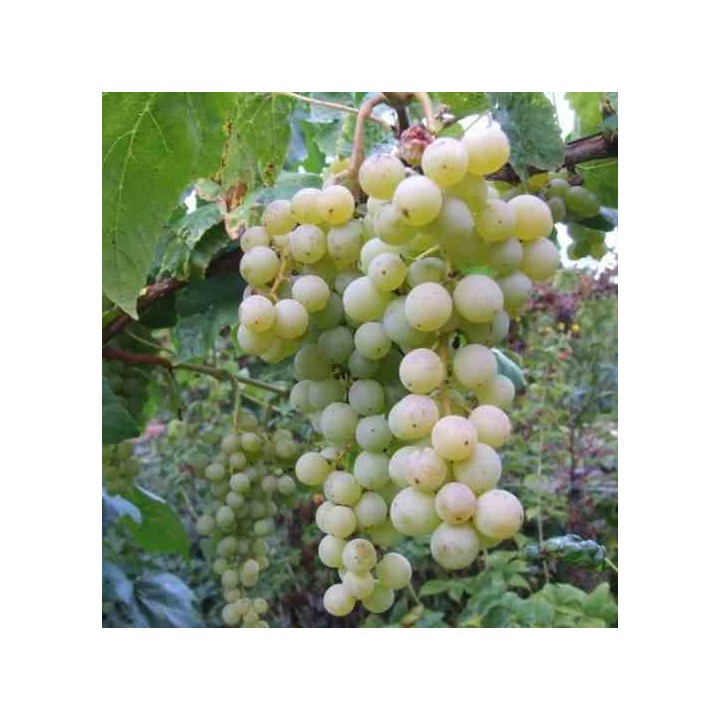 Vigne à raisin blanc (Vitis vinifera Himrot)