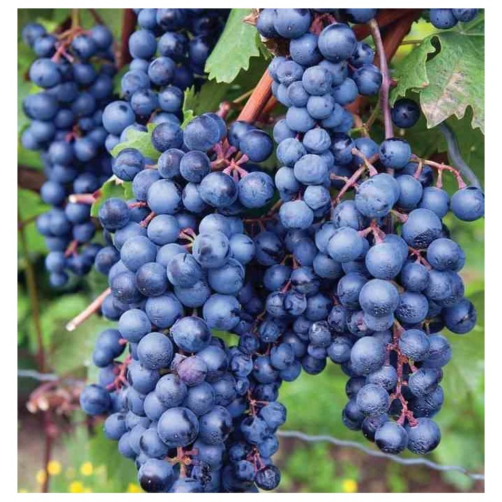Vigne à raisin rouge (Vitis labrusca Spulga)