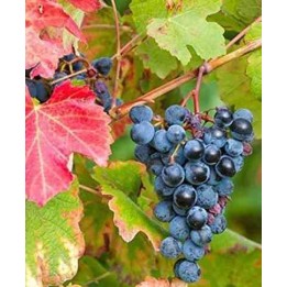 Vigne à raisin (Vitis vinifera) Boskoop Glorie