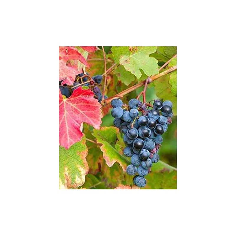 Vigne à raisin (Vitis vinifera) Boskoop Glorie