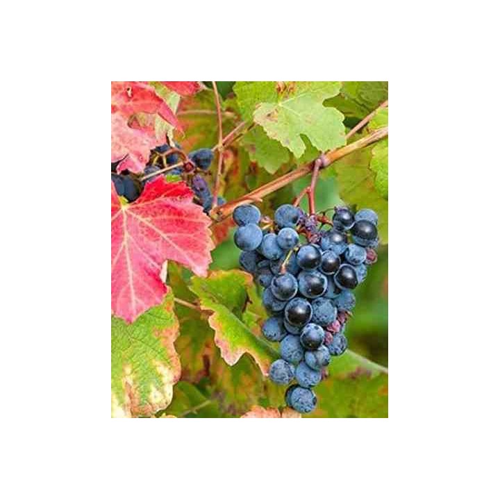 Vigne à raisin (Vitis vinifera) Boskoop Glorie