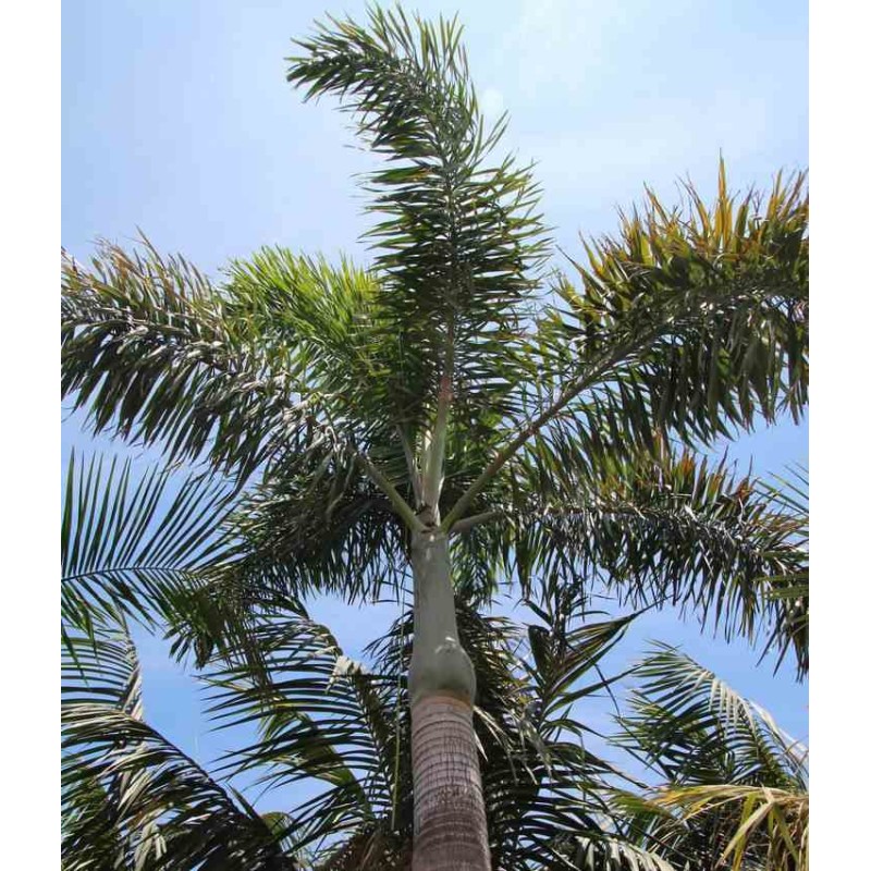 Wodyetia bifurcata (palmier queue de renard)