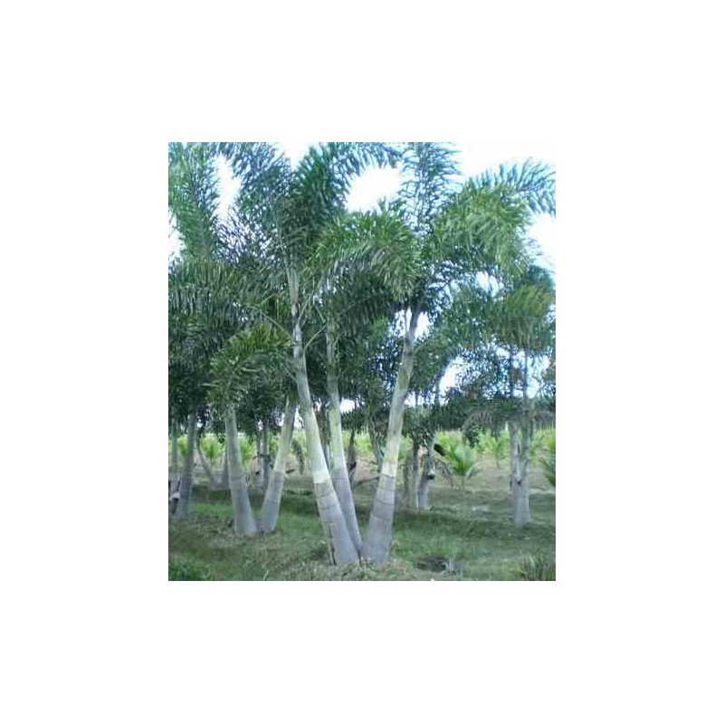 Wodyetia bifurcata (palmier queue de renard)