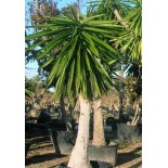 Yucca Éléphantipes