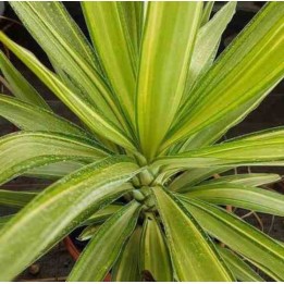 Yucca Elephantipes 'Jewel' (Yucca pied d'éléphant)