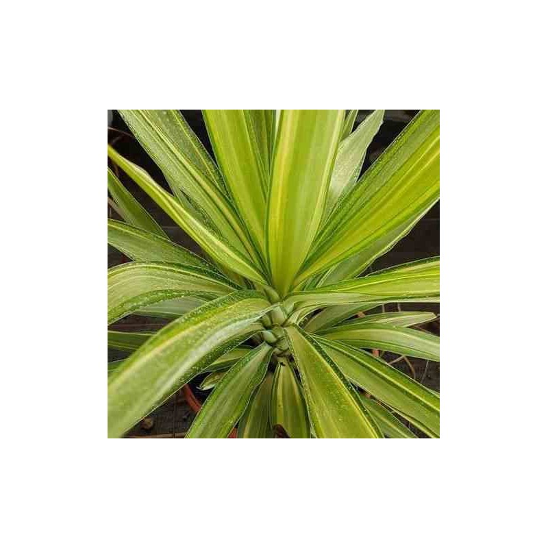 Yucca Elephantipes 'Jewel' (Yucca pied d'éléphant)