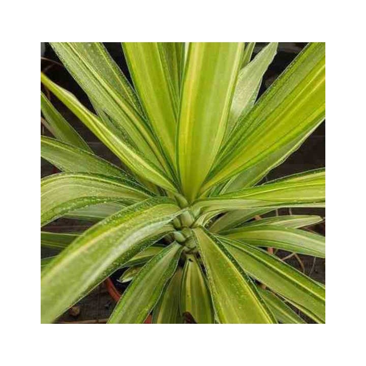 Yucca Elephantipes 'Jewel' (Yucca pied d'éléphant)