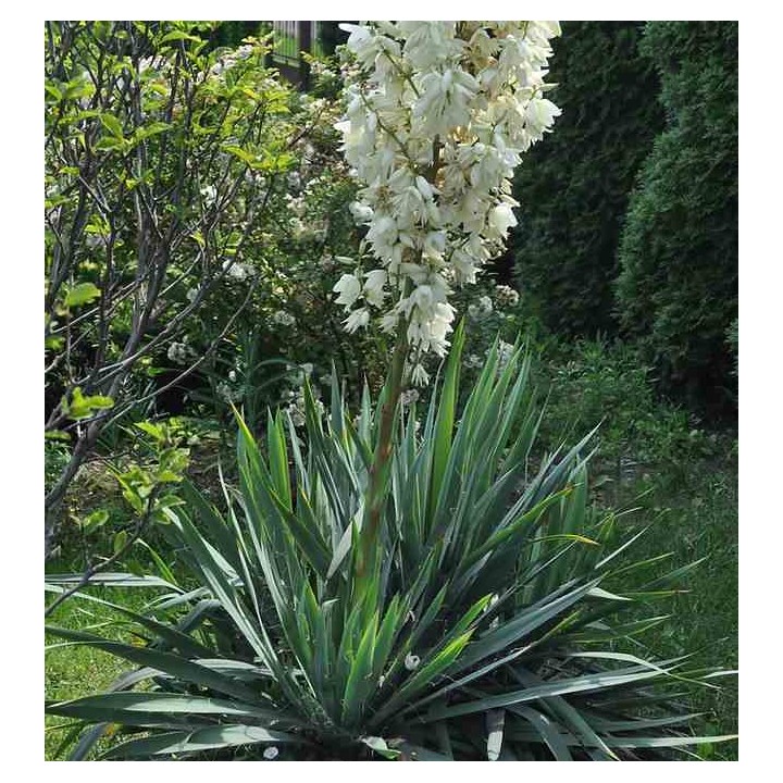 Yucca filamenteux