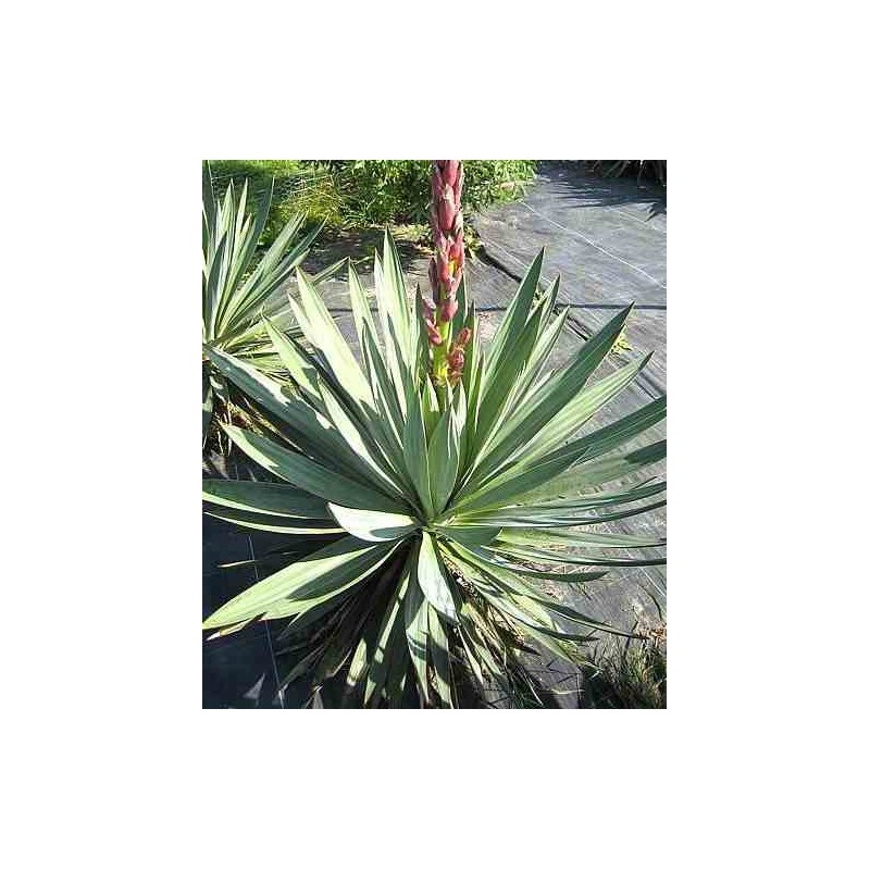 Yucca glorieuse