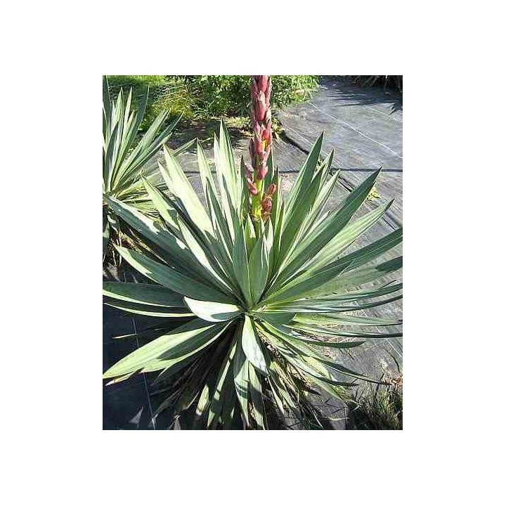 Yucca glorieuse