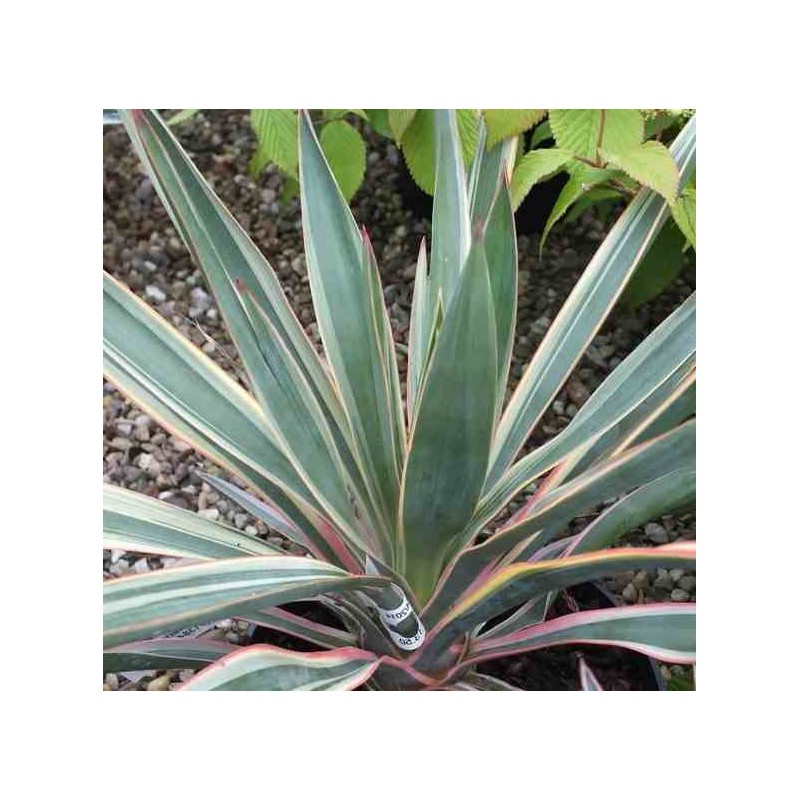Yucca gloriosa variegata (Dague espagnole)