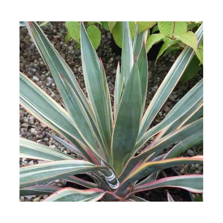 Yucca gloriosa variegata (Dague espagnole)