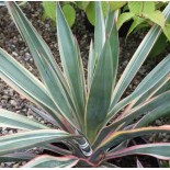 Yucca gloriosa variegata (Dague espagnole)