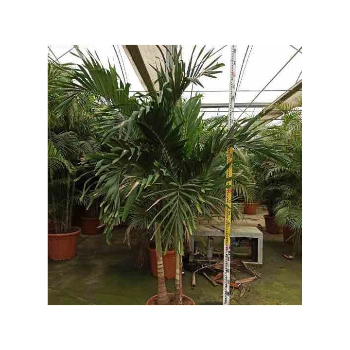 Adonidia merrillii (Veitchia merrillii- Palmier de manille)