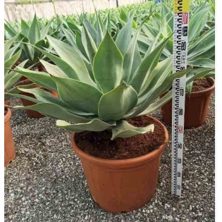 Agave atténuée