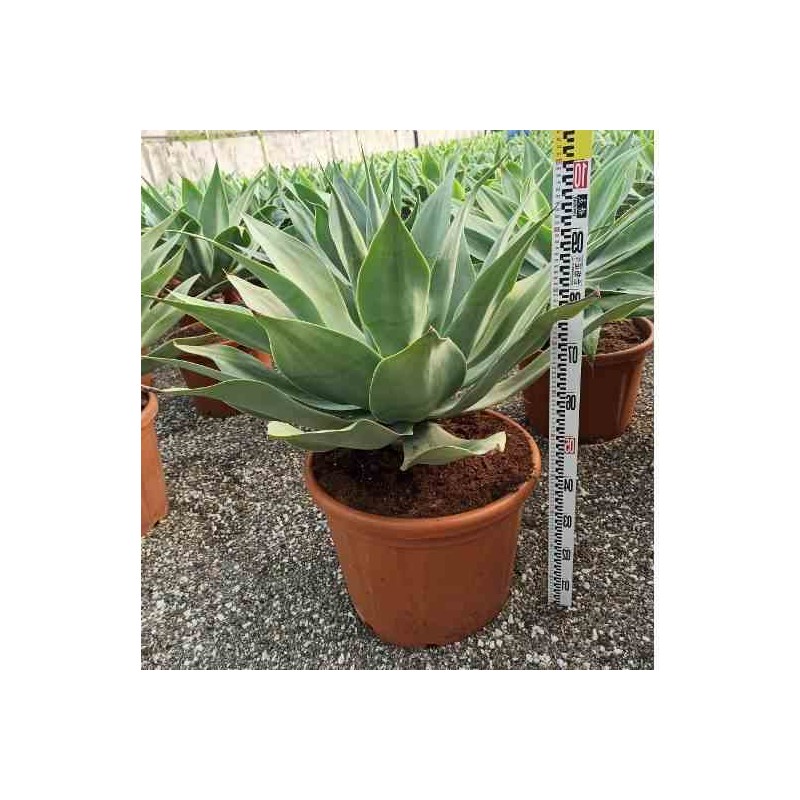 Agave atténuée