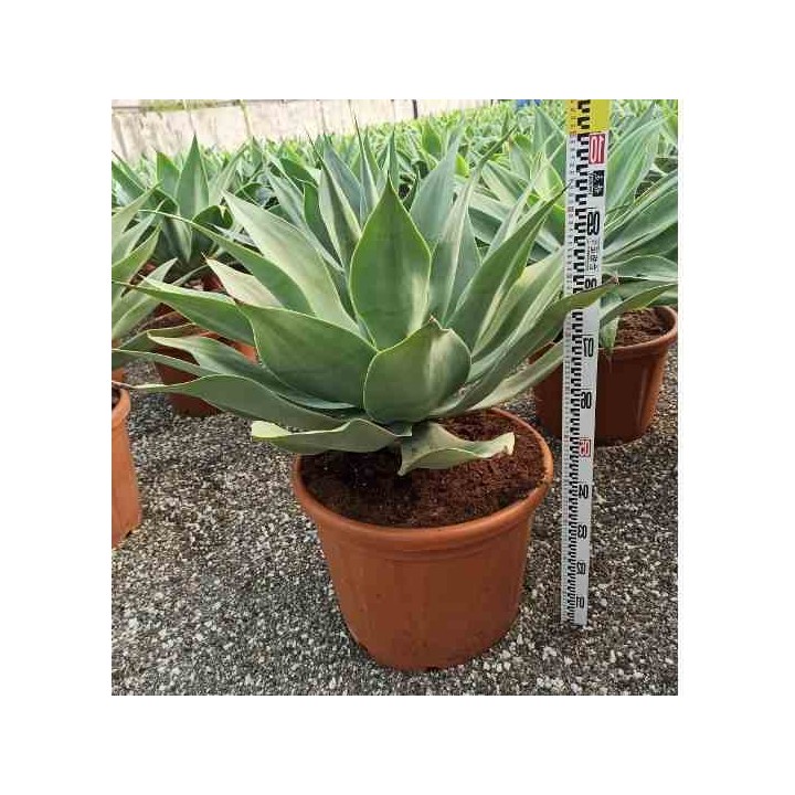 Agave atténuée