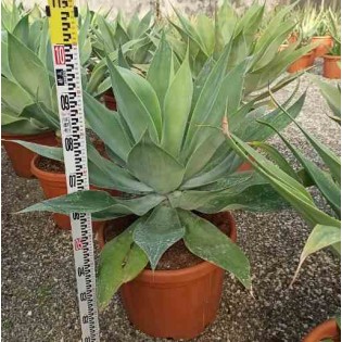 Agave atténuée