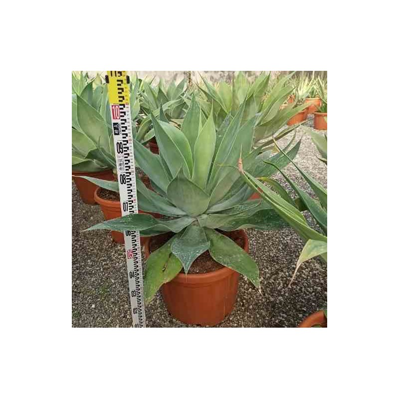 Agave atténuée