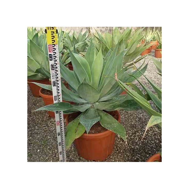 Agave atténuée