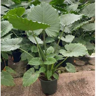 Alocasia calidora (Oreille d'éléphant géante, Taro)