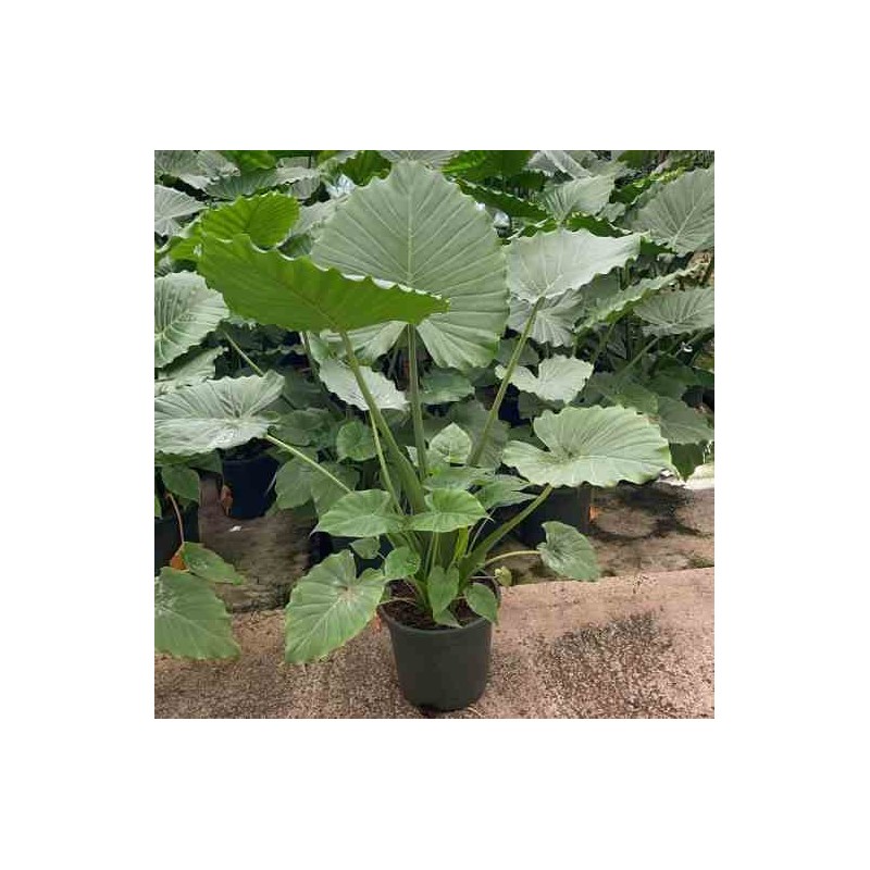 Alocasia calidora (Oreille d'éléphant géante, Taro)