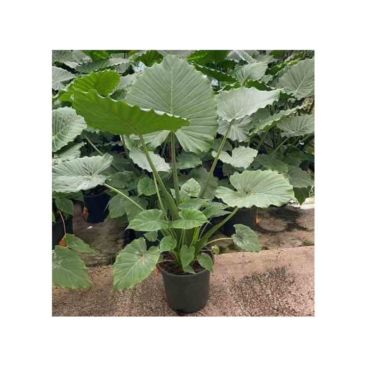 Alocasia calidora (Oreille d'éléphant géante, Taro)