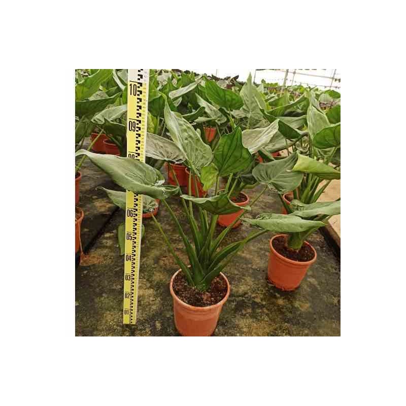 Alocasia cucullata (Oreille d'éléphant, Taro)