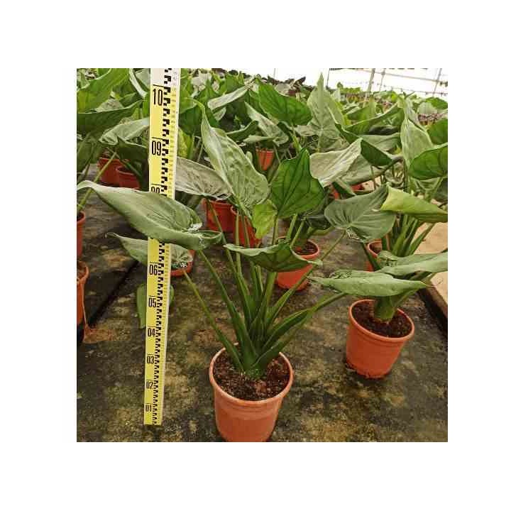Alocasia cucullata (Oreille d'éléphant, Taro)