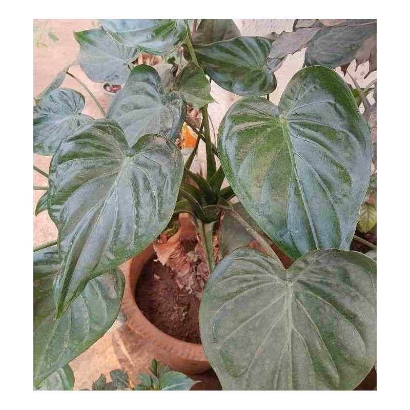 Alocasia cucullata (Oreille d'éléphant, Taro)