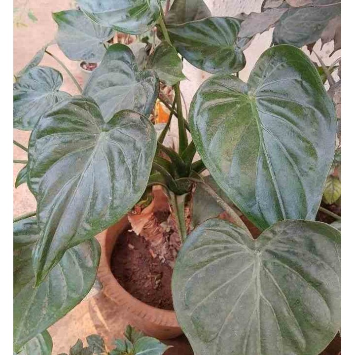 Alocasia cucullata (Oreille d'éléphant, Taro)