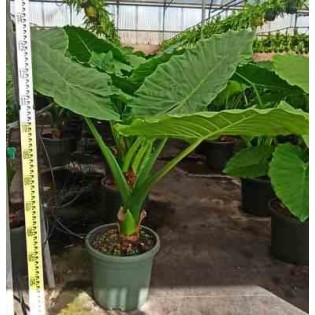 Alocasia portodora Oreille d'éléphant Géant Taro