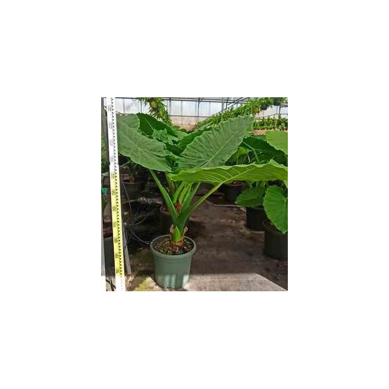 Alocasia portodora Oreille d'éléphant Géant Taro