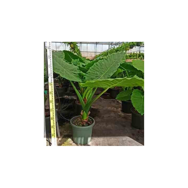 Alocasia portodora Oreille d'éléphant Géant Taro