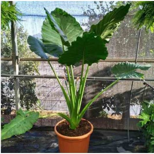 Alocasia portodora Oreille d'éléphant Géant Taro