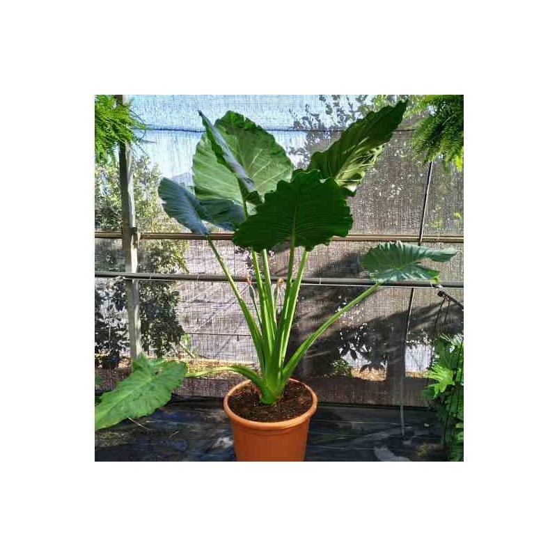 Alocasia portodora Oreille d'éléphant Géant Taro