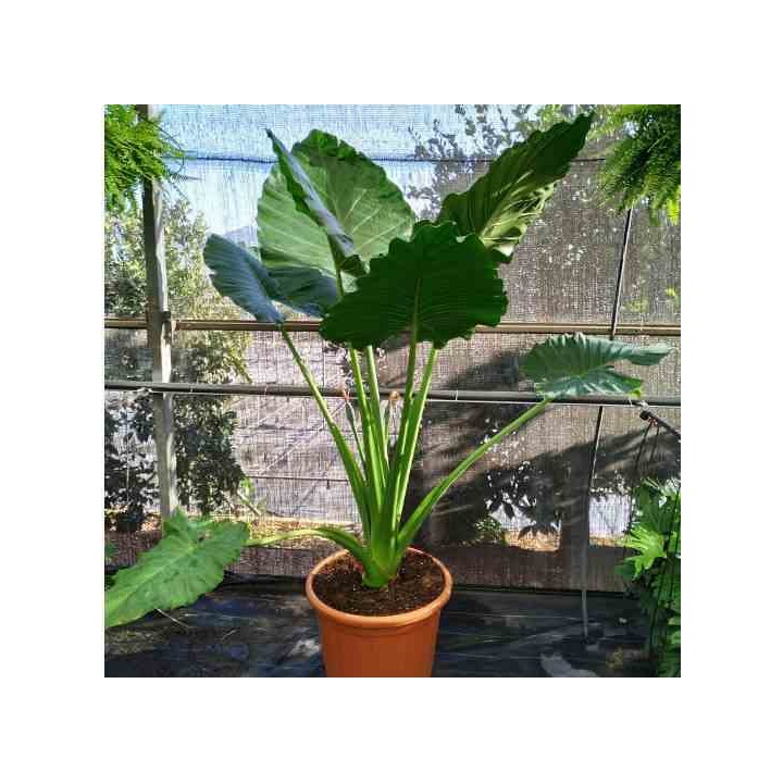 Alocasia portodora Oreille d'éléphant Géant Taro