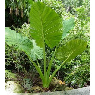 Alocasia macrorrhiza (Oreille d'éléphant Géant, Taro)