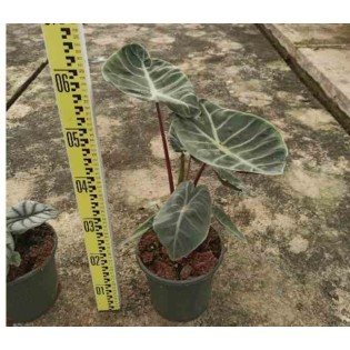 Alocasia 'Pink Dragon' (Oreille d'éléphant, Taro)