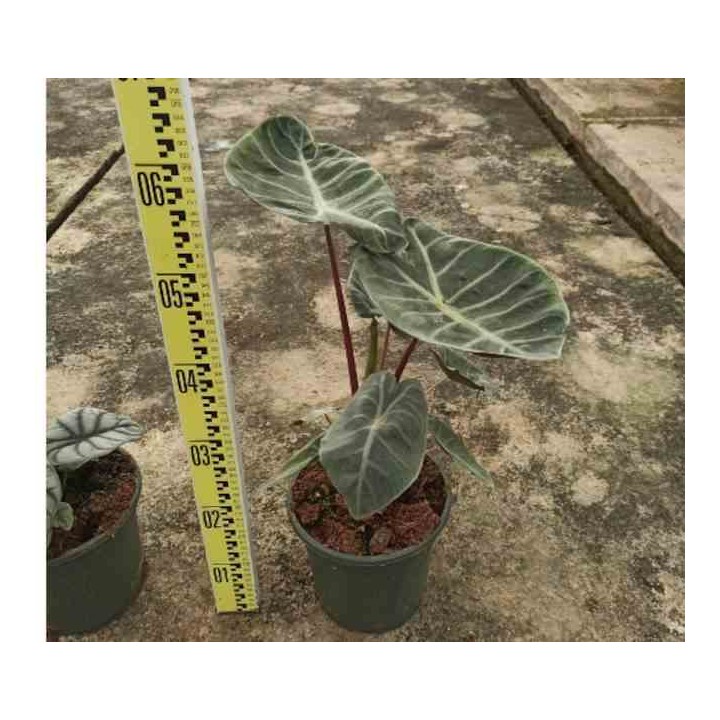 Alocasia 'Pink Dragon' (Oreille d'éléphant, Taro)