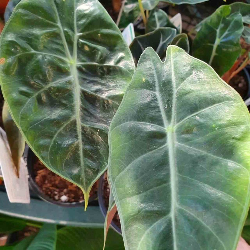 Alocasia 'Pink Dragon' (Oreille d'éléphant, Taro)