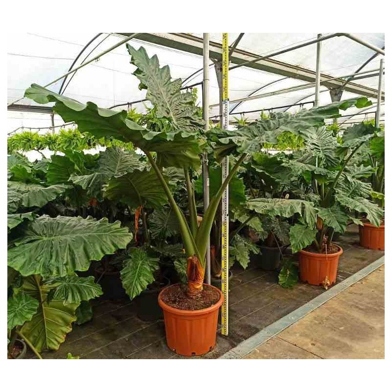 Alocasia portodora (Oreille d'éléphant Géant, Taro)
