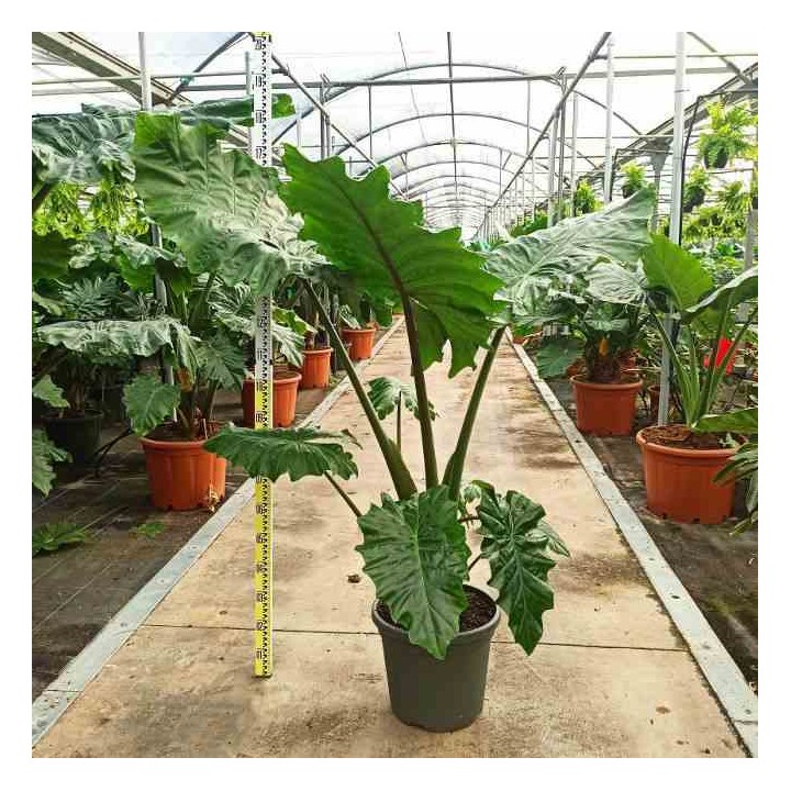 Alocasia portodora (Oreille d'éléphant Géant, Taro)