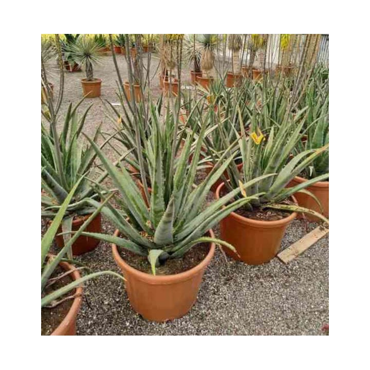 Aloe vera (syn. A. barbadensis)
