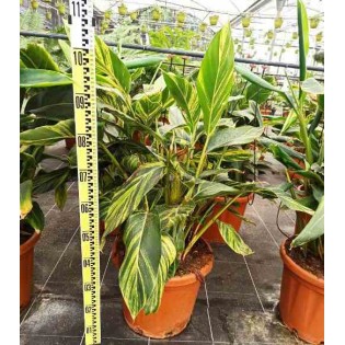 Alpinia zerumbet variegata Gingembre coquille