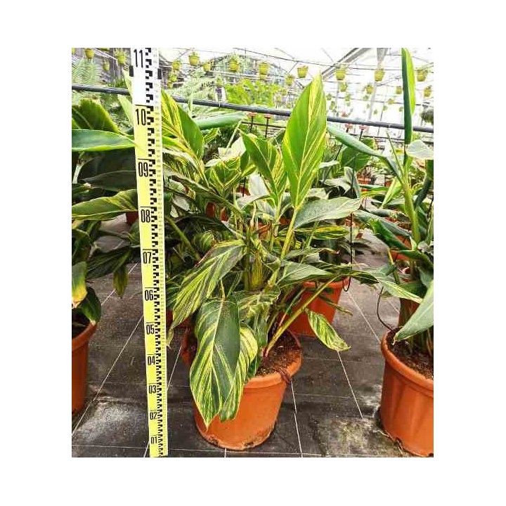 Alpinia zerumbet variegata Gingembre coquille