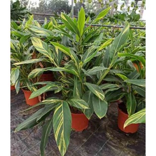 Alpinia zerumbet variegata Gingembre coquille