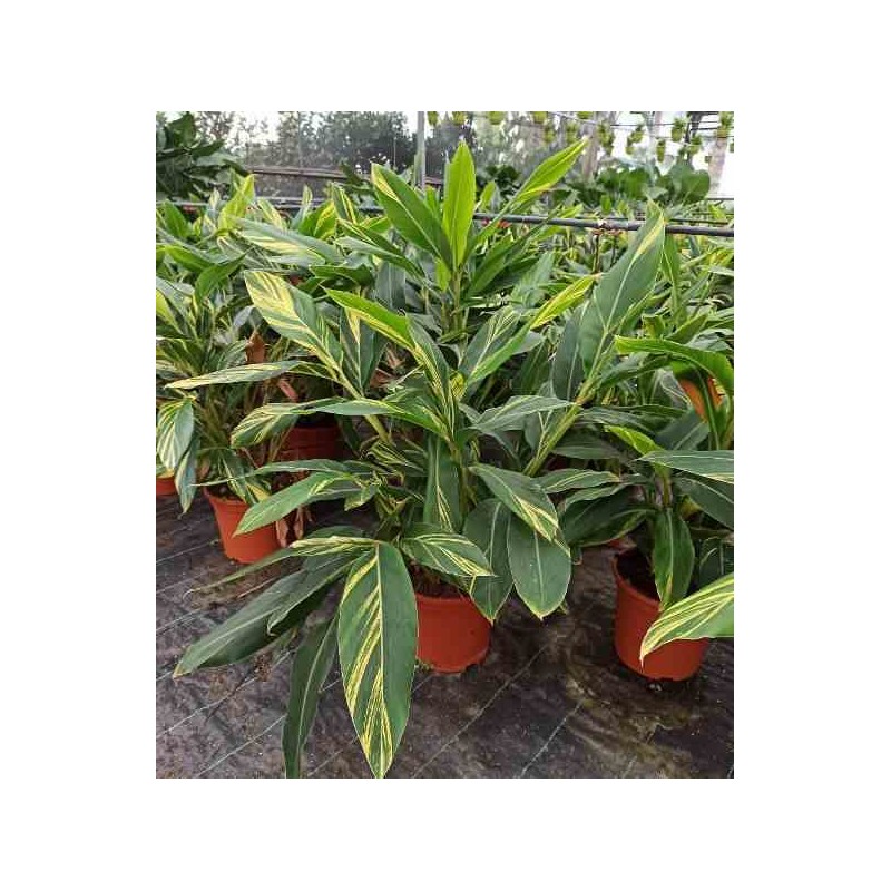 Alpinia zerumbet variegata Gingembre coquille