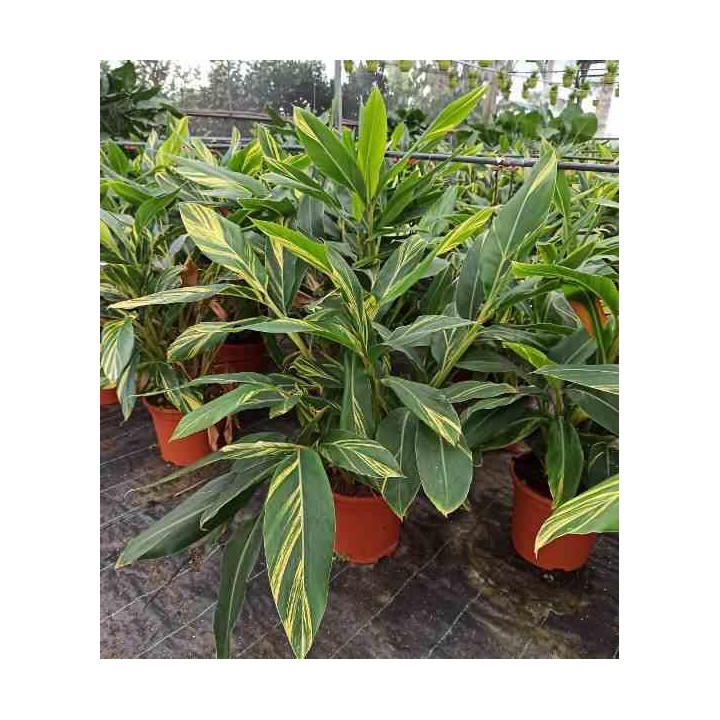 Alpinia zerumbet variegata Gingembre coquille