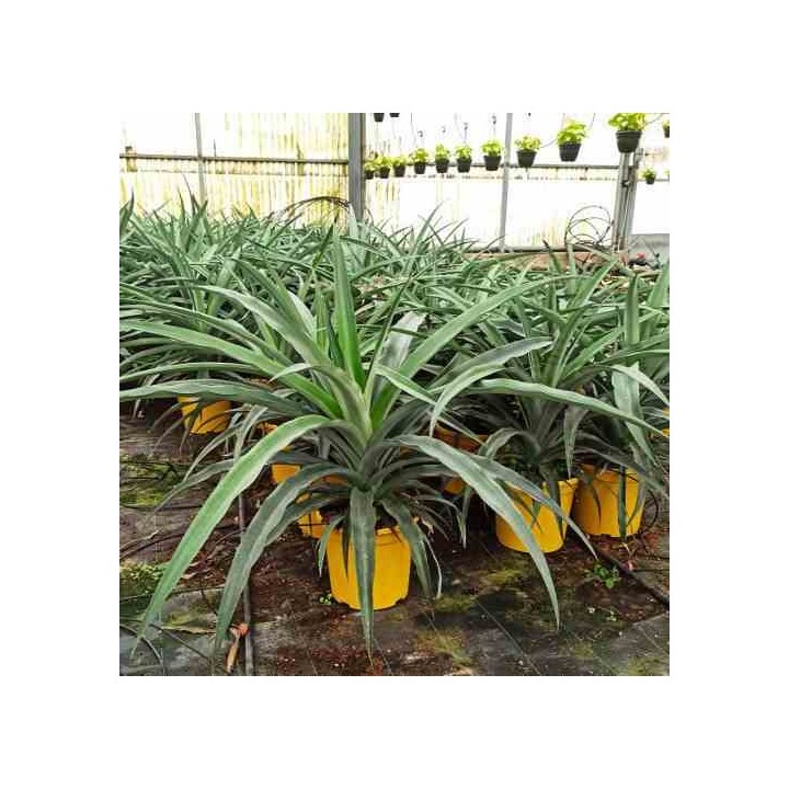 Ananas comosus